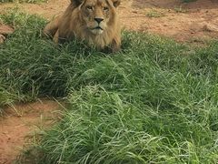 -昆明动物园