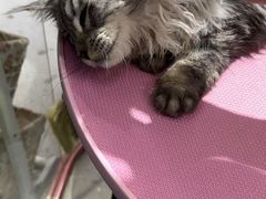 -FAELING PETS美天灵宠物(合生汇店)