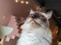 -猫儿山۰猫主题餐厅