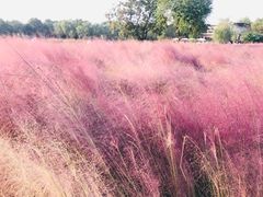 -艾溪湖湿地公园