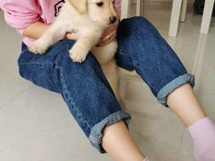 -翊宠yipet猫狗购宠庄园犬舍•猫舍