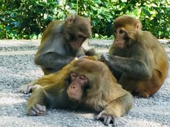 -黔灵山公园-南门售票处