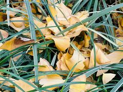 -重庆市江北嘴中央商务区中央公园