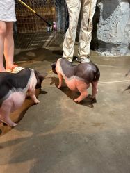 -Zoolung Zoolung动物主题公园(海信广场店)