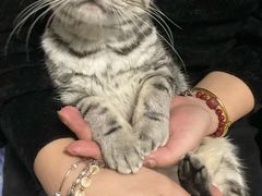 -天使宠物医院·犬猫分诊(彩虹店)