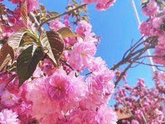 -莱阳濯村樱花园