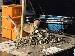 -罗源湾8号渔排