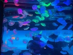 -合肥海洋世界