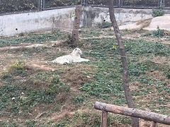 -石家庄市动物园