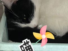 -瑞派·关忠动物医院(国瑞店)