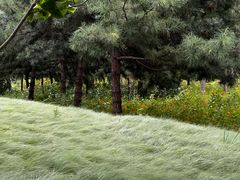 -绿堤公园