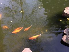 -凯盈阁·顺德私房菜·桑拿鸡