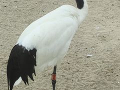 -盐城丹顶鹤湿地生态旅游区