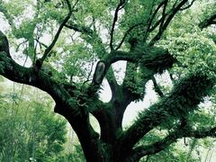-古堰画乡景区