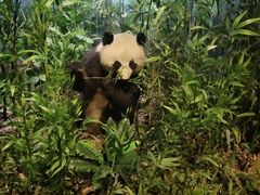 -陕西自然博物馆