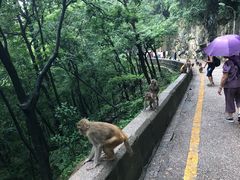 -黔灵山公园-南门售票处