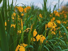 -白鹭湾湿地公园