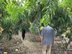 -老袁家蜜桃农场·阳山水蜜桃