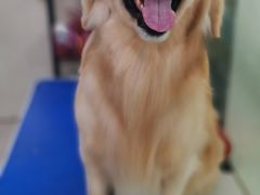 -乐琪宠物(青塔西路店)