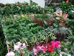 -秦美花卉(天朗·莱茵小城2期店)