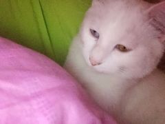 -爱侣宠医·鹦鹉专科·小型哺乳类·异宠专科(灵石路店)