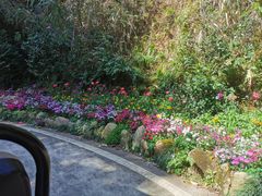 -雁南飞茶田景区