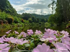-深圳市中科院仙湖植物园