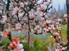 -苏州上方山国家森林公园