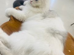 -共舞时光猫咖·狗咖(新街口店)