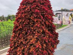 -荷兰花海