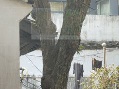 -家烧面馆【南山路知名经典面食】