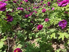 -洛阳市隋唐城遗址植物园