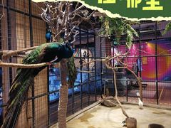 -正佳雨林生态植物园
