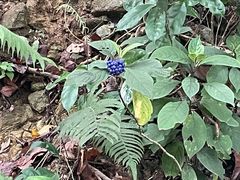 -梧桐山风景名胜区