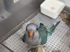 -爱侣宠医·鹦鹉专科·小型哺乳类·异宠专科(灵石路店)