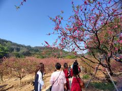 -南国桃园旅游度假区