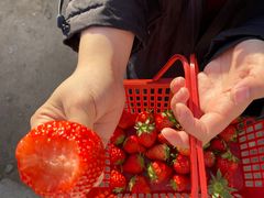 -大自然农场蔬菜草莓采摘园
