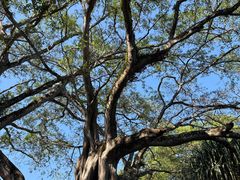 -瑞丽独树成林风景区