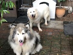 -more than meow吴止猫主题餐厅(承德 中船汇店)