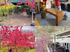 -桃源山庄·水蜜桃采摘·柴火鸡·烧烤团建(龙泉山店)
