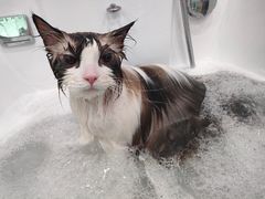 -Pets First伊珊娜洗护·精致美容·家庭式寄养(新会路店)