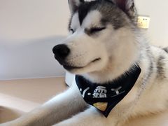 -Husky Go! 哈士奇体验馆·宠物咖啡厅狗咖