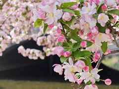 -海棠花溪(元大都城垣遗址公园)