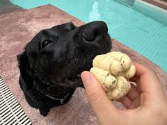 -帕帕拉兹宠物(亚洲旗舰店)