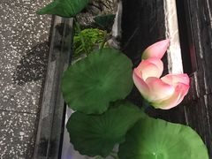 -大榕树下顺德菜(融创茂店)