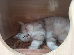 -喵园·猫主题咖啡厅·撸猫·猫咖(国贸店)