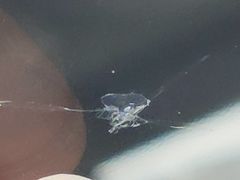 -鲨鱼皮汽车凹陷玻璃修复(静安店)