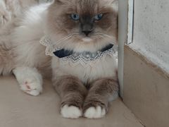 -珠海悠米米努特矮脚猫舍