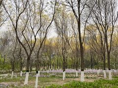 -大兴滨河森林公园