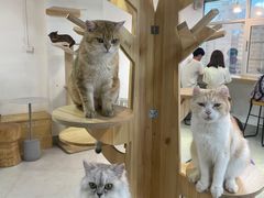 -Heymao猫咖.咖啡厅(东门店)